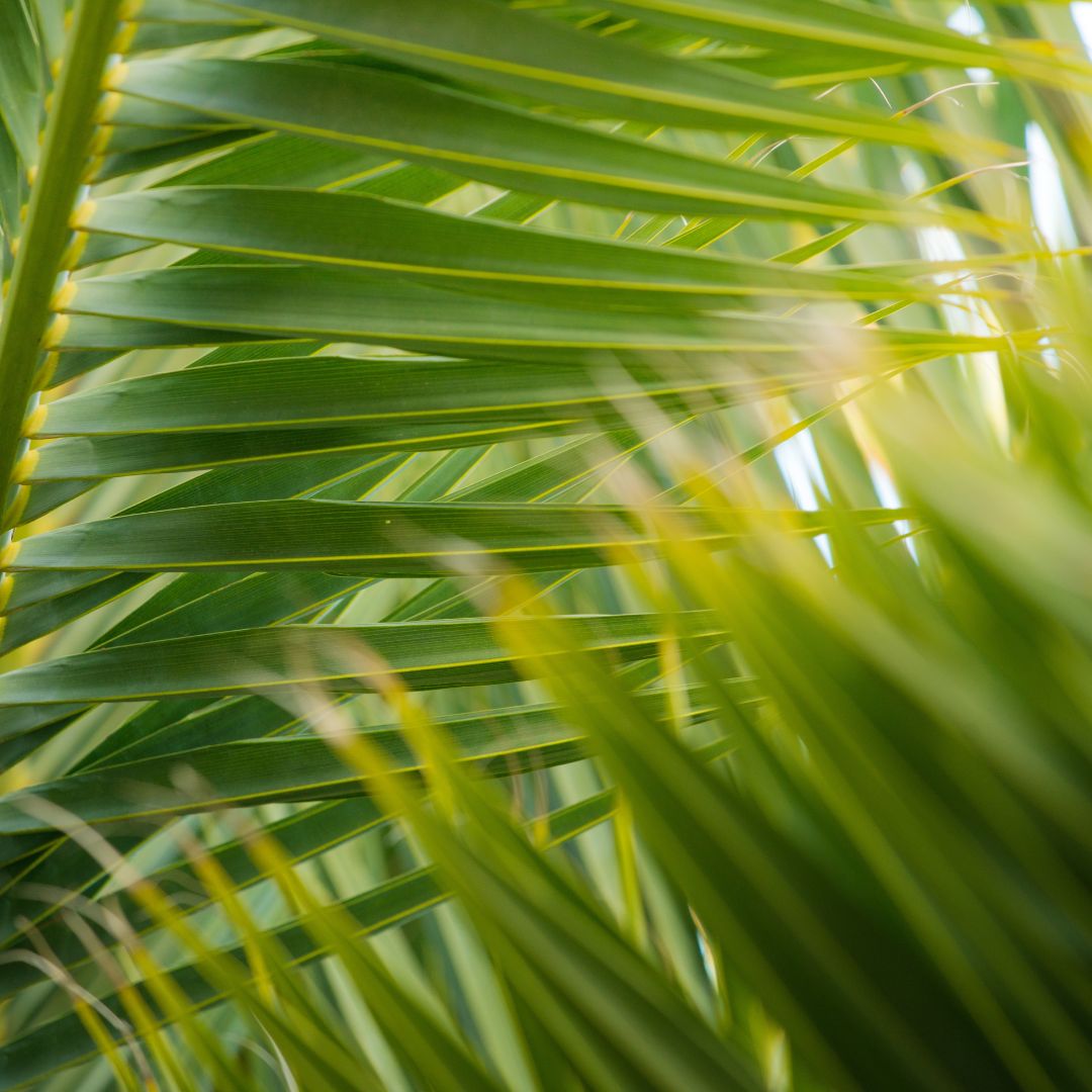 The Skin Miracle: Unveiling 7 Incredible Benefits of African Black Soap